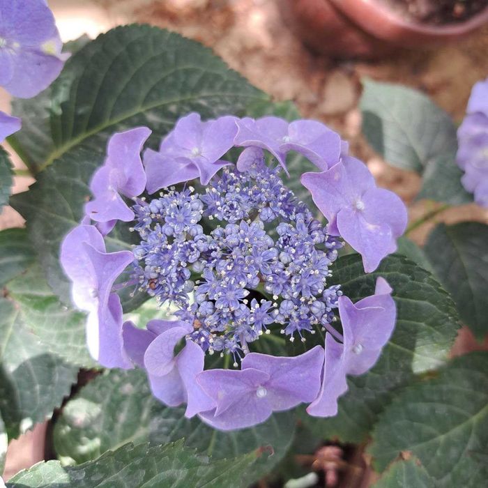 Gortenziya крупнолистный и метельчатый.