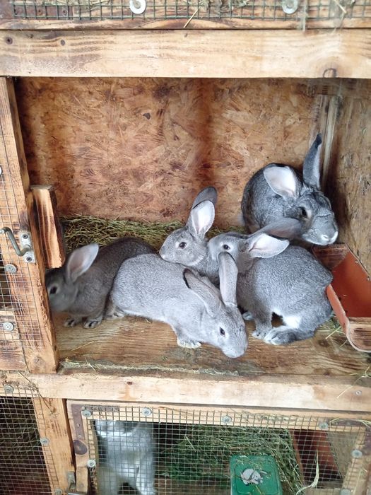 Iepuri rasa chinchilla mare
