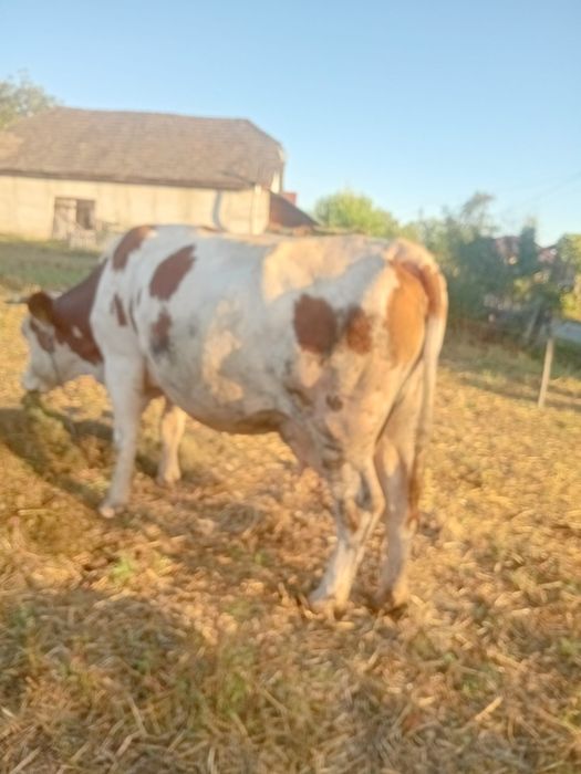 Vand vaca baltata romaneasca