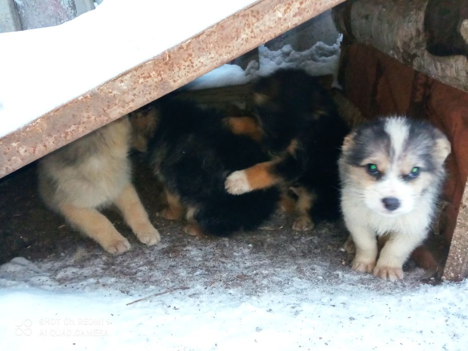 Щенки бесплатно 3 месяца