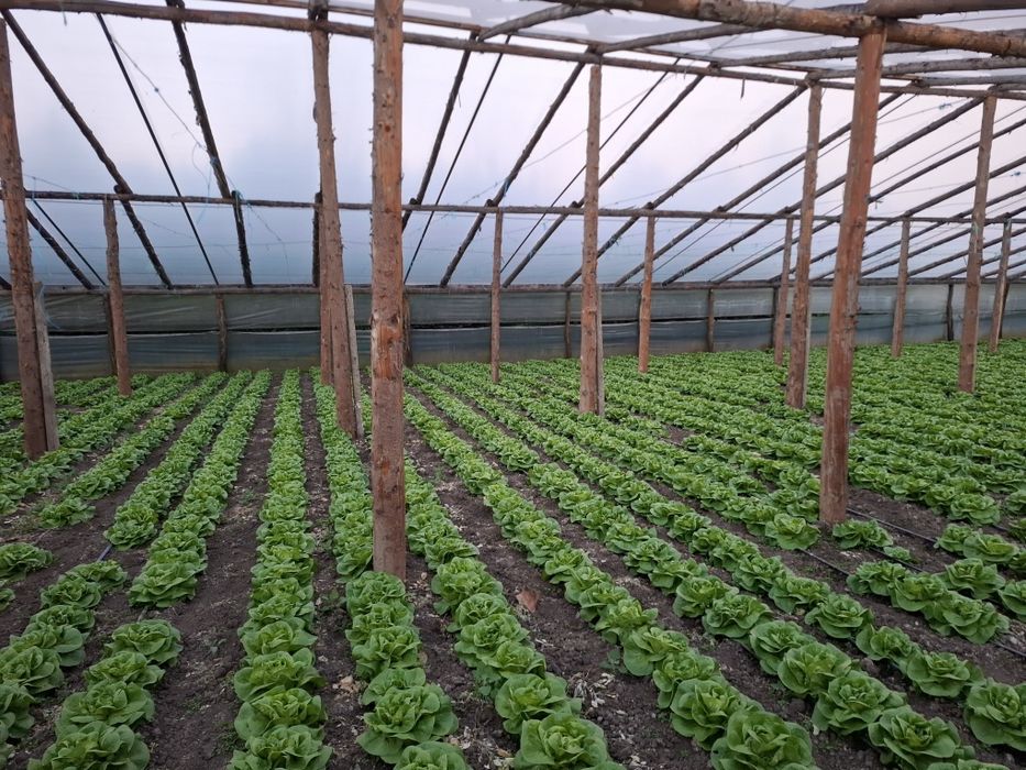 Salata verde de vanzare