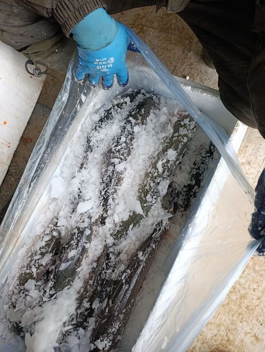 Форель охлаждённая оптом