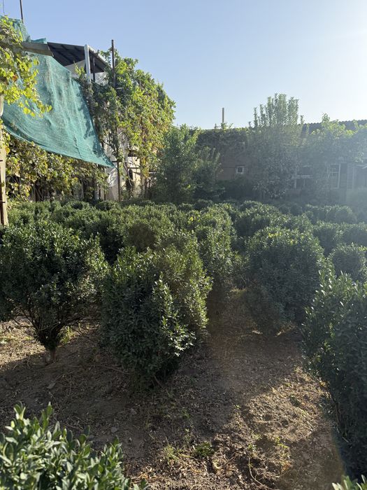 Shamshod шамшод дла декаратци