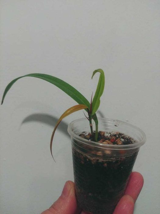 Фикус Али, посажен как бонсай