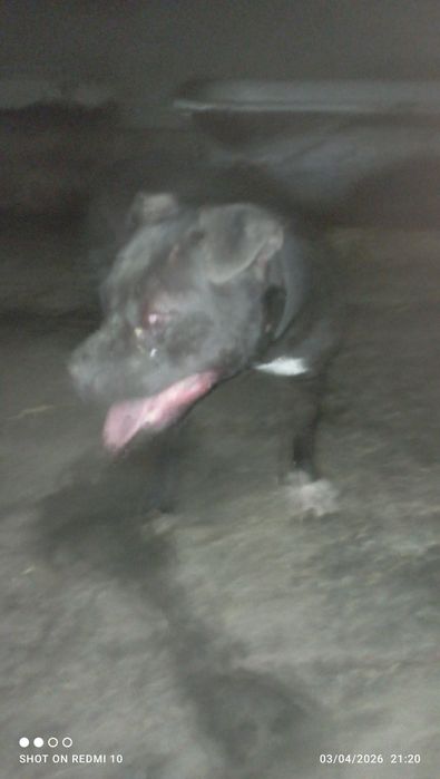 Pidbul 2 yosh ovqat yiydi