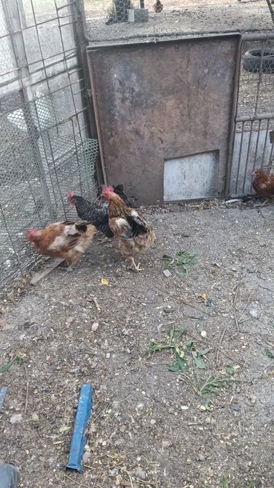 Vând găini rasa mixta