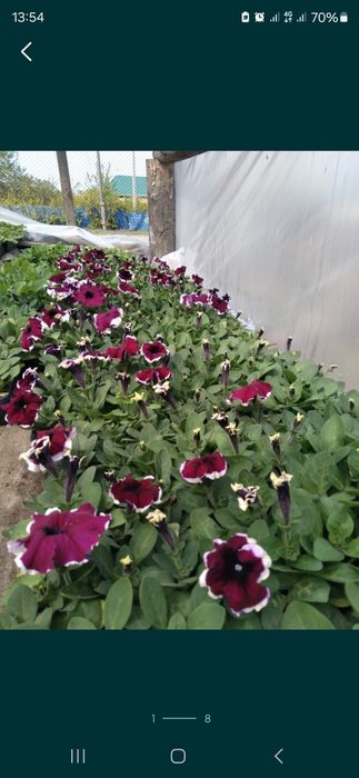 Продам петунию оптом