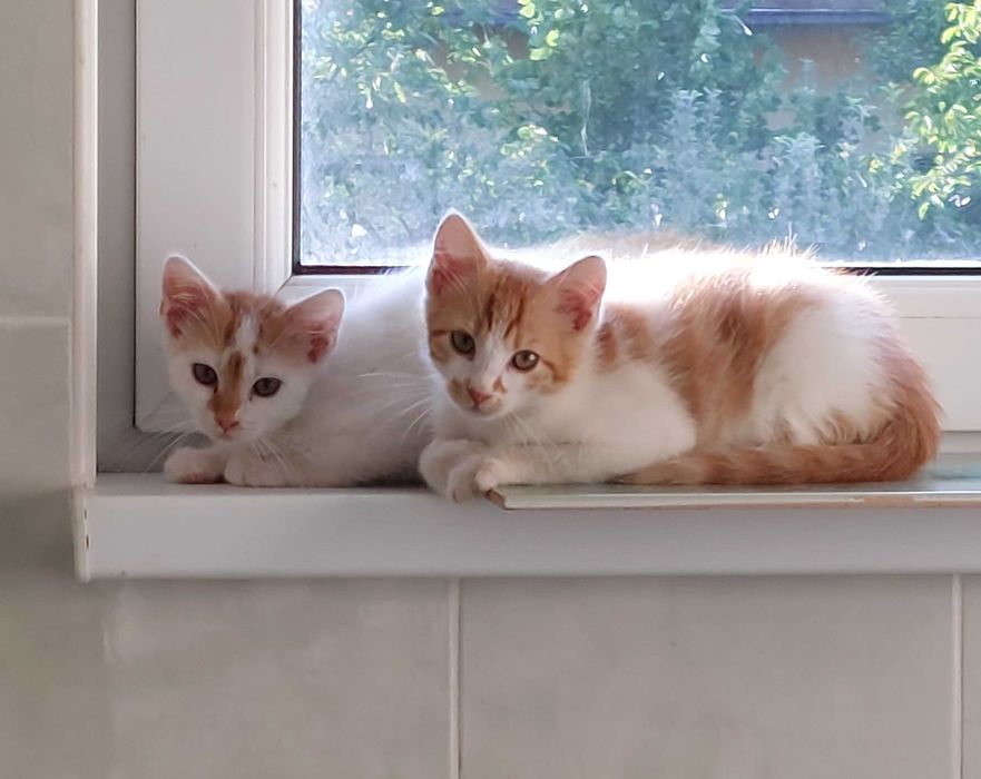 Donez pentru adoptie doua pisicute si un motanel