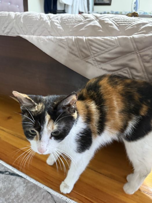 триколор трехцветный домашний котенок девочка ищет любящих хозяев