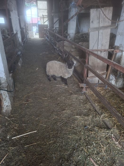 Miei pentru Paste, oi de taiat