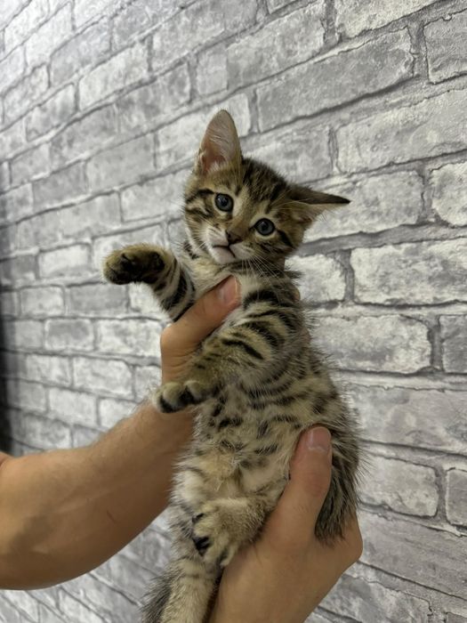 Бенгальский котёнок