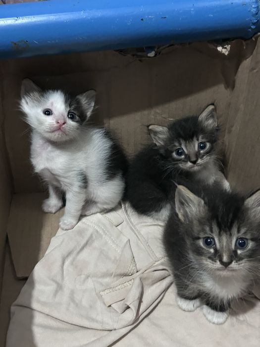 Отдам котят в добрые руки
