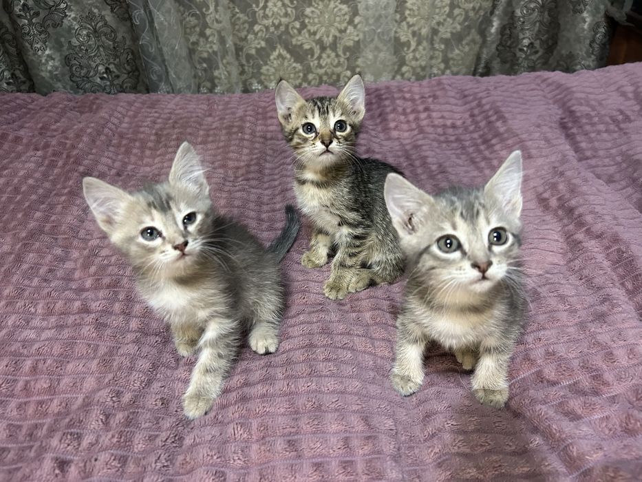 Отдам даром котят