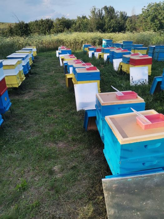 Продавам чист натурален пчелен мед и пчелен прашец