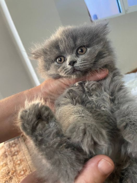 Скоттиш страйт породний мушук