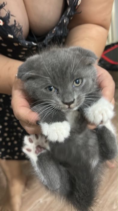 Продам котят им 2 месяца
