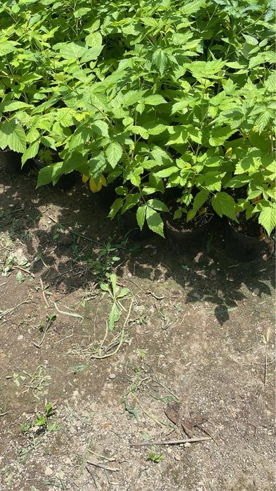 Саженцы качество сто процентов