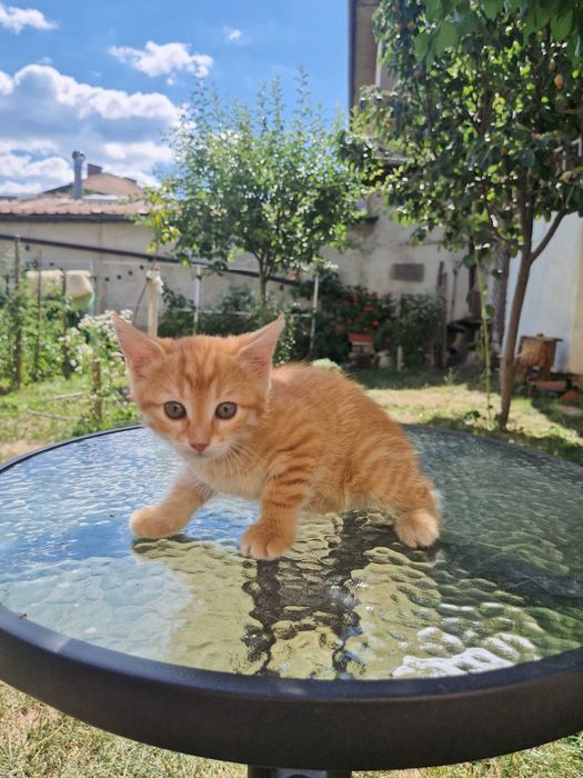 Малко рижо котенце си търси дом