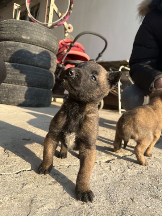 Щенки Бельгийская овчарка-Малинуа