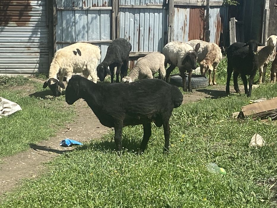 қошқар и қозылы қой