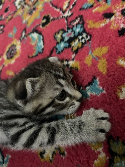Продается котенки