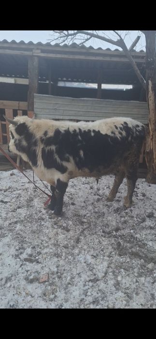 Бұқа 2 жасар ...