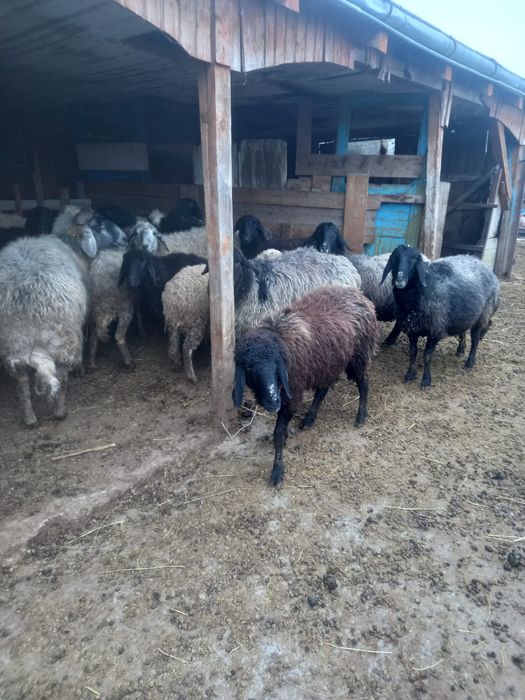 Oi de vânzare caracul..