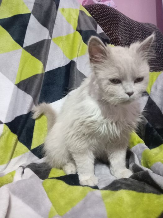 Кошка породистая
