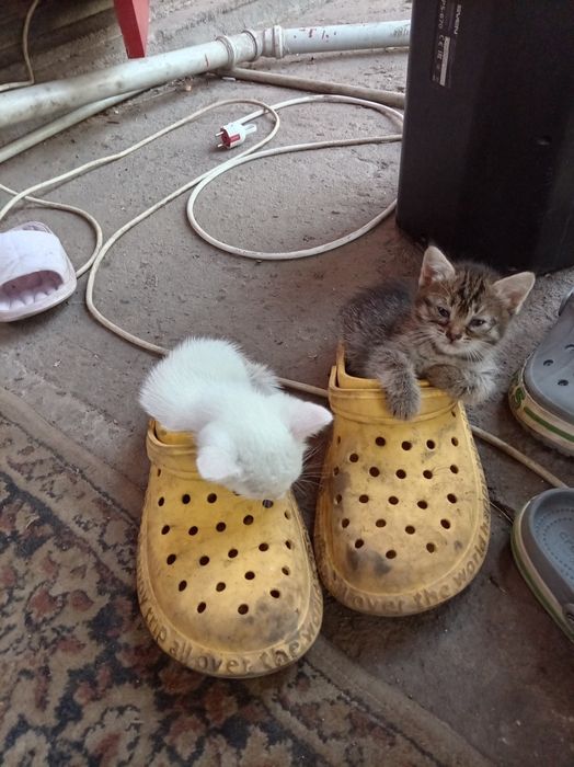 Отдам котят, в добрые руки