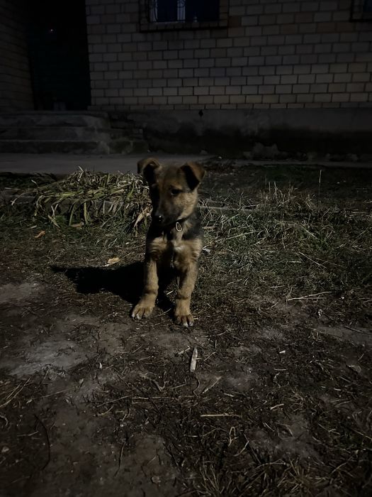 щенок смесь овчарки