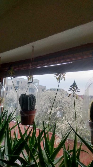 Vând Plante mature de Aloe Vera în ghiveci