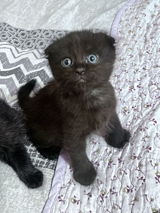 отдаем котяток, бесплатно