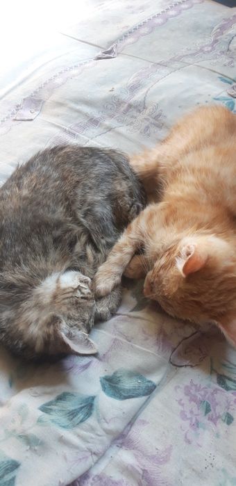 Отдадим котят 3 ед.