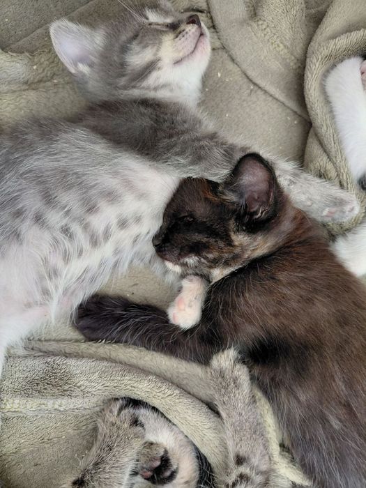 Котенок в дар 1,5 мес.