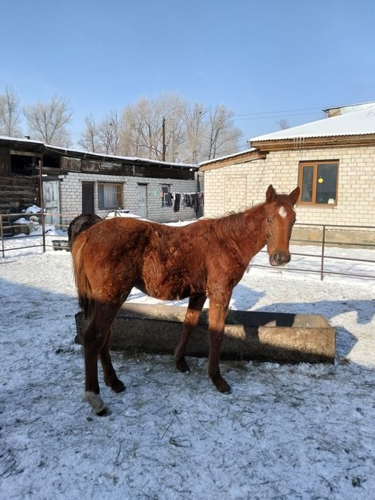 Таза Канды Тайлар сатылады