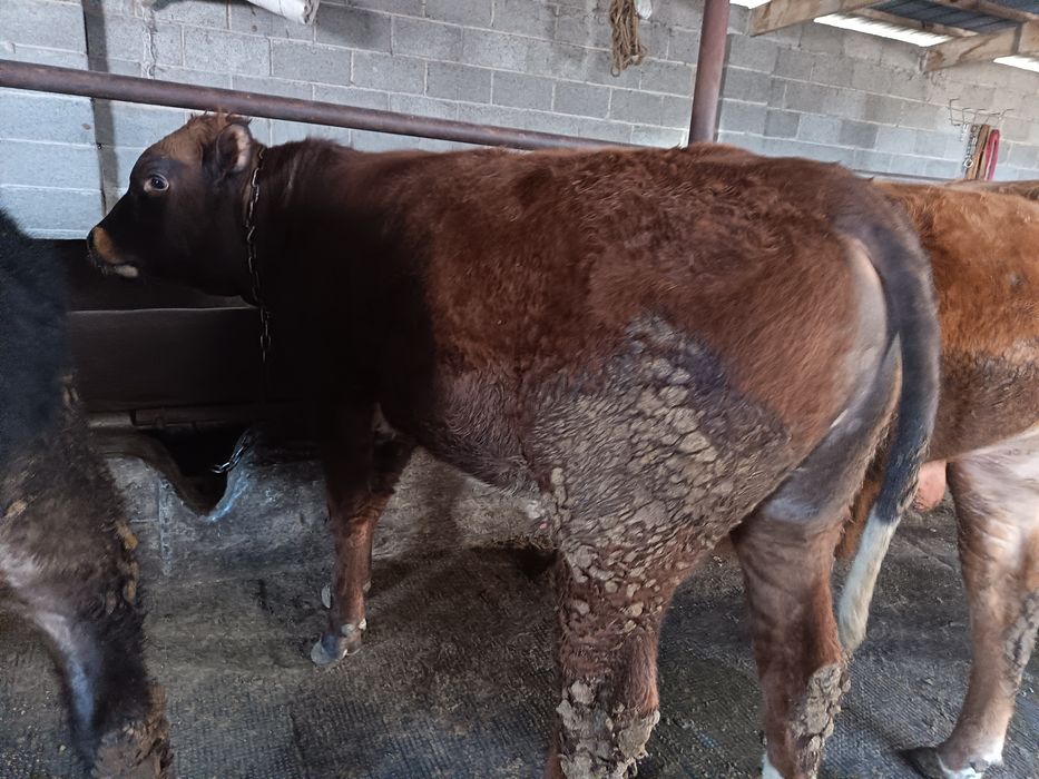 Продам породистых Быков!