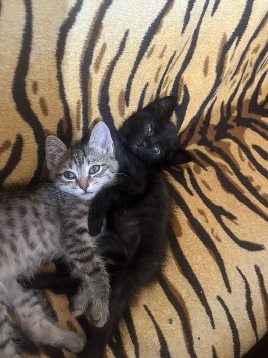 Отдам котят в заботливые руки