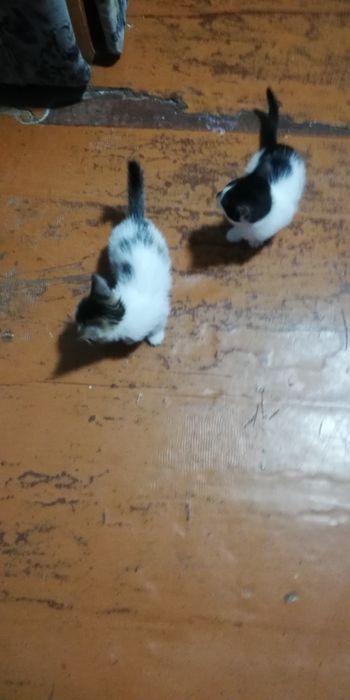 Животные домашние котята