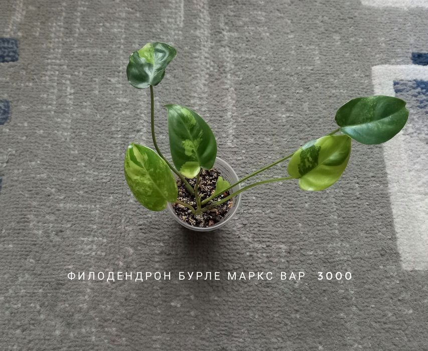 Филодендрон Модтаной, цветы, растения