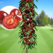 Pomi columnari soiuri multiple