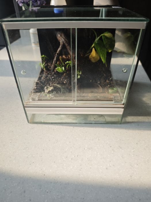 Амазонская молочная лягушка