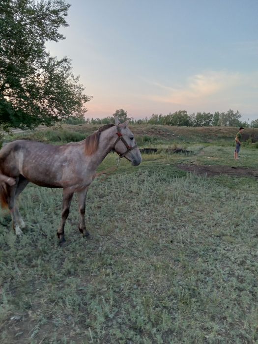 Продам жеребца или обмен