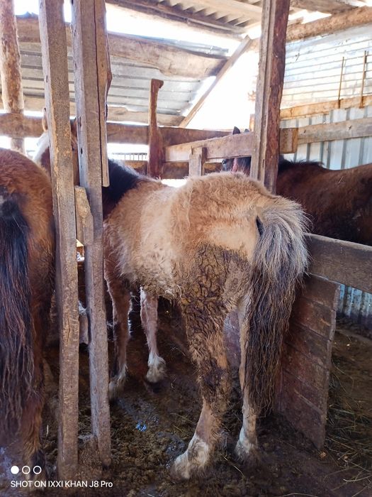 Продам годовалые тайчики