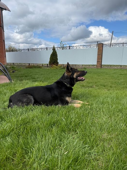 Щенки немецкой овчарки рабочего разведения.