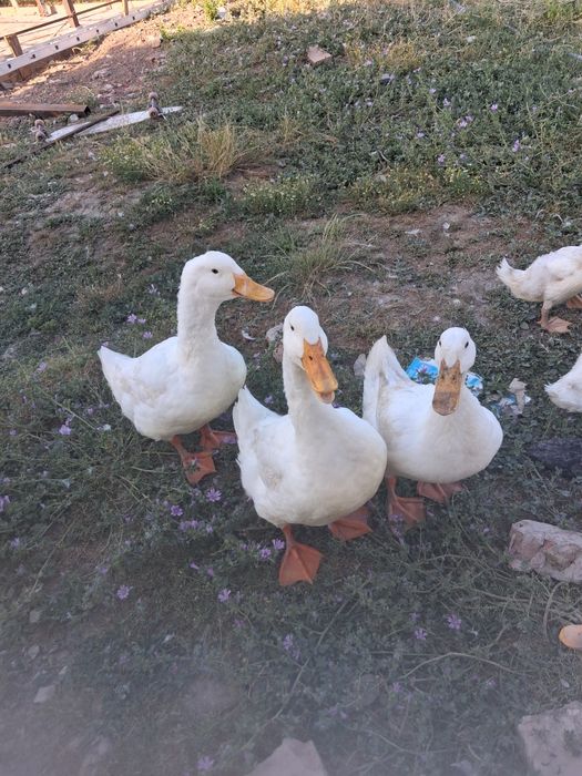 Vând rate românești