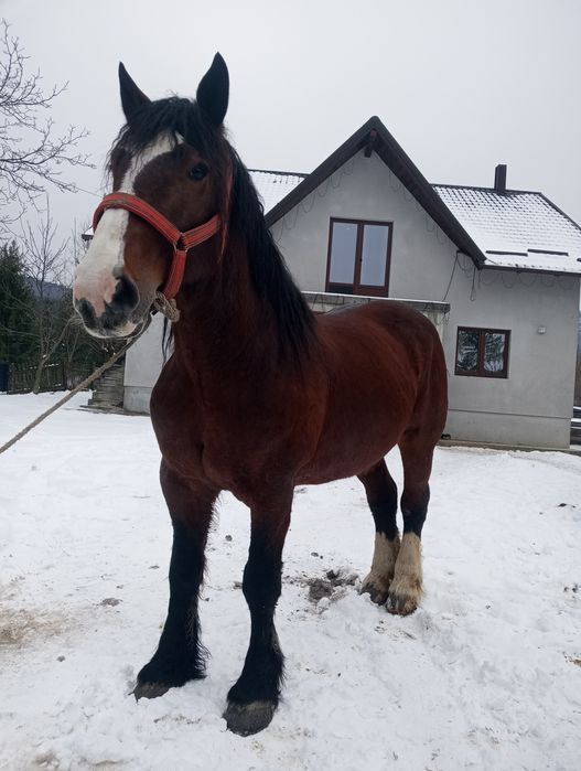 Vând iapa de 6 ani!