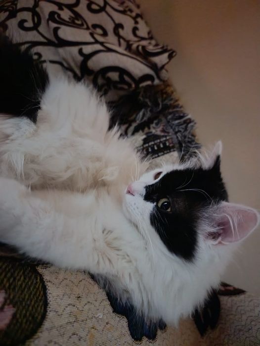 Отдам кота в добрые руки