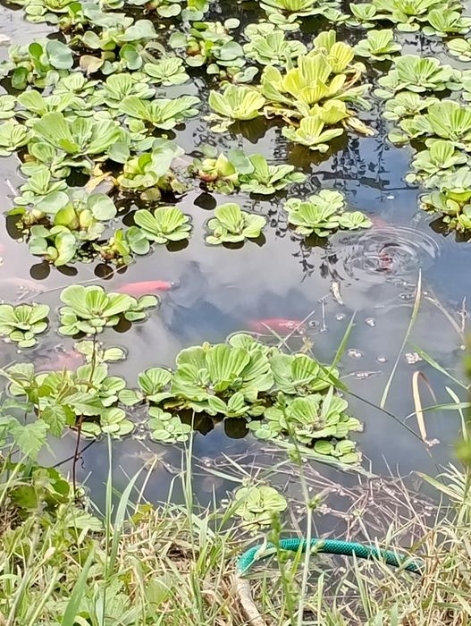 Ofertă. 20 buc . Zambile amazoniene , salata de Nil -pistia  .