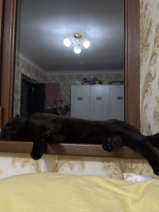 Вязкага мушу скоттиш фолд