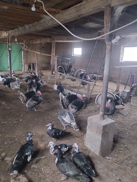 Продается Индюки